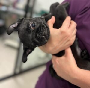 Meet Jake: Your Adorable Pug Puppy for Sale