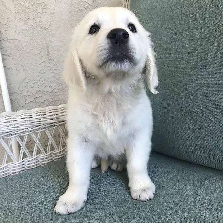 Golden Retriever Puppy