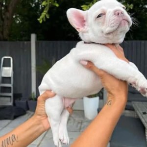 white French Bulldog puppy for sale