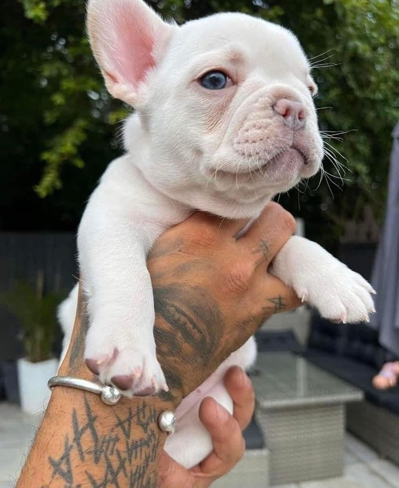 White french bulldog puppy for sale online