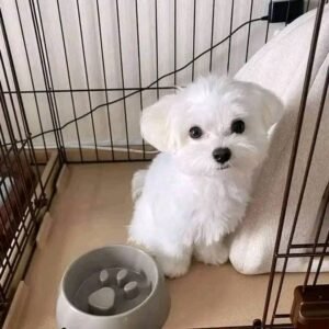 Meet Lena: Your Adorable Maltese Puppy for Sale