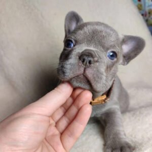 Meet Mark: Your Adorable French Bulldog Puppy for Sale