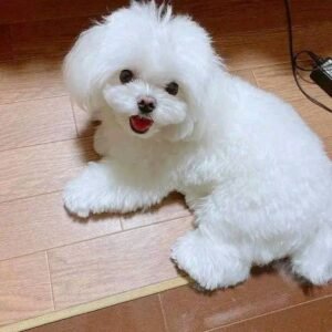 Meet Suzi: Your Adorable Maltese Puppy for Sale