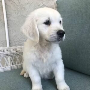 Meet Miley: Your Golden Retriever Puppy for sale