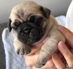 Buy Pug Puppy : Meet Stella