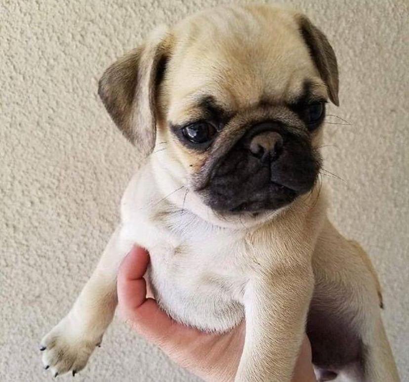 Buy Pug Puppy near me
