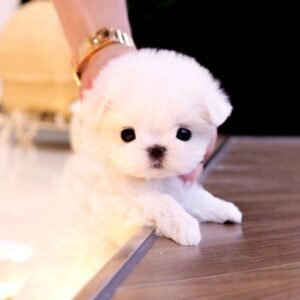 Meet Mike: Your Lovable Maltese Puppy for Sale