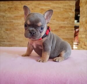 Meet Ronie: Your Playful French Bulldog Puppy for Sale