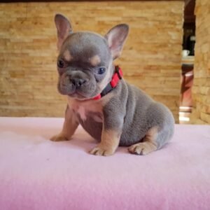 french bulldog puppies buy