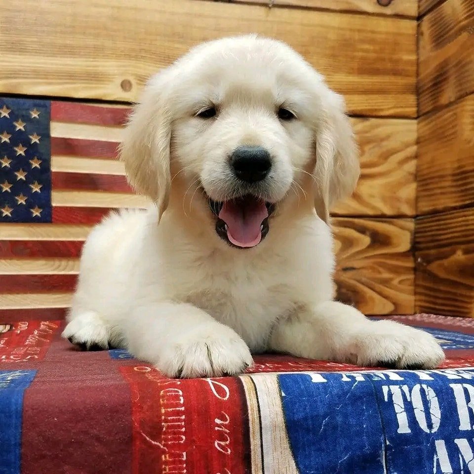 golden retriever puppy