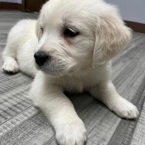 Meet Jack: Your Playful Golden Retriever Puppy