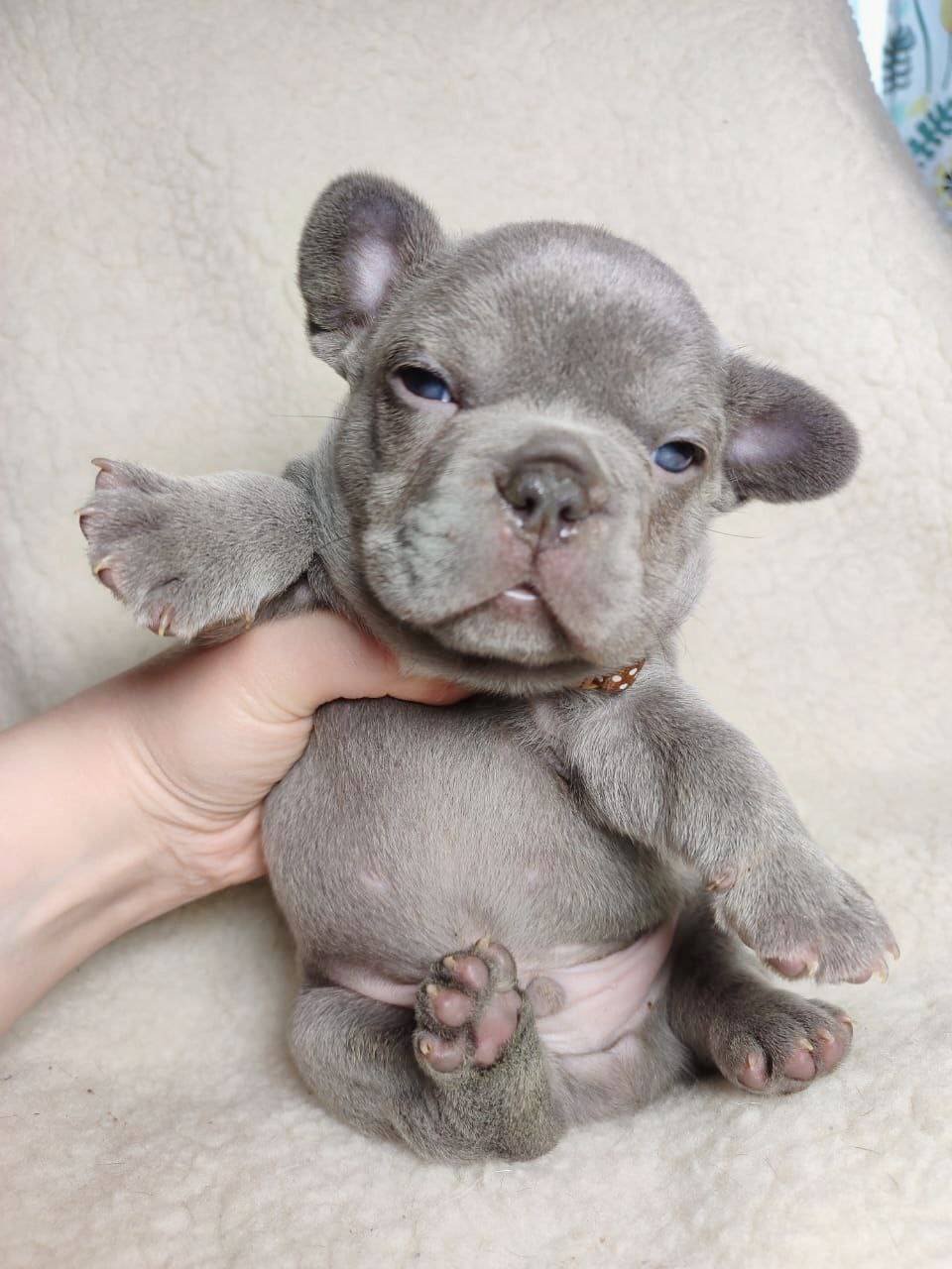 French Bulldog puppy