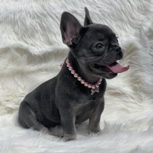 Meet Lizy: Your Sweet French Bulldog Puppy for Sale